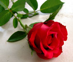 Rose of Love