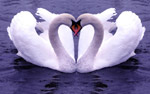 swan symbol