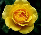 Rose of Love